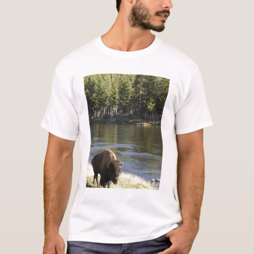 Bull Bison Walking Along River Yellowstone T_Shirt