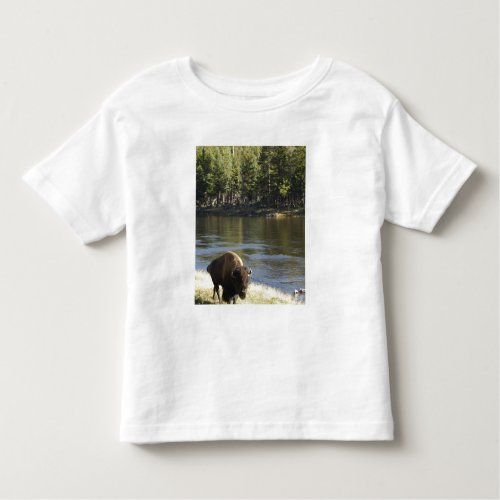 Bull Bison Walking Along River Yellowstone Toddler T_shirt