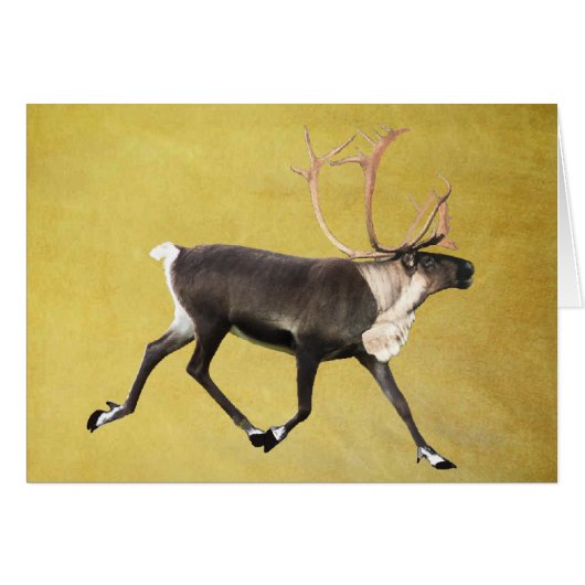 Bull Caribou Cards (Front Horizontal)