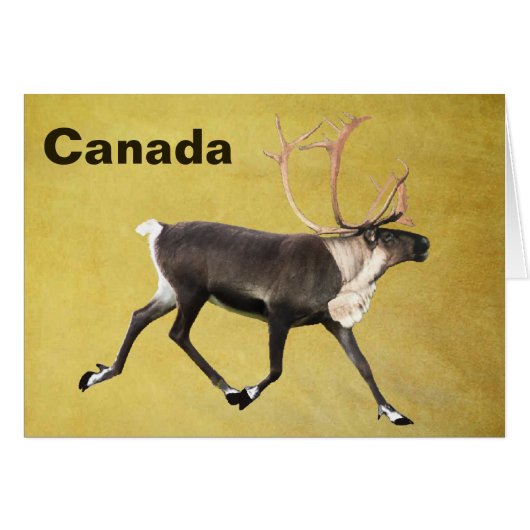 Bull Caribou Cards (Front Horizontal)