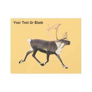 Bull Caribou (Reindeer) Metal Print