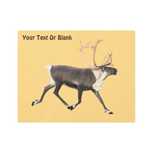 Bull Caribou (Reindeer) Metal Print (Front)