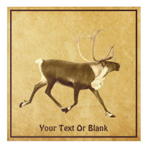 Bull Caribou - Sepia - On Old Paper Acrylic Print