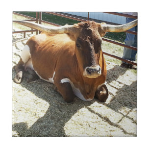 Bull Cow Long Horns Ranch rodeo Animal Photography Ceramic Tile