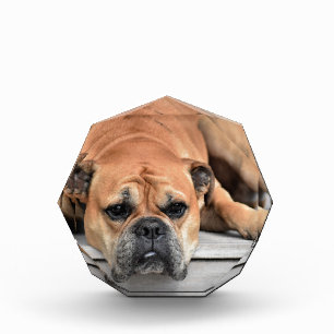 Bull Dog Award