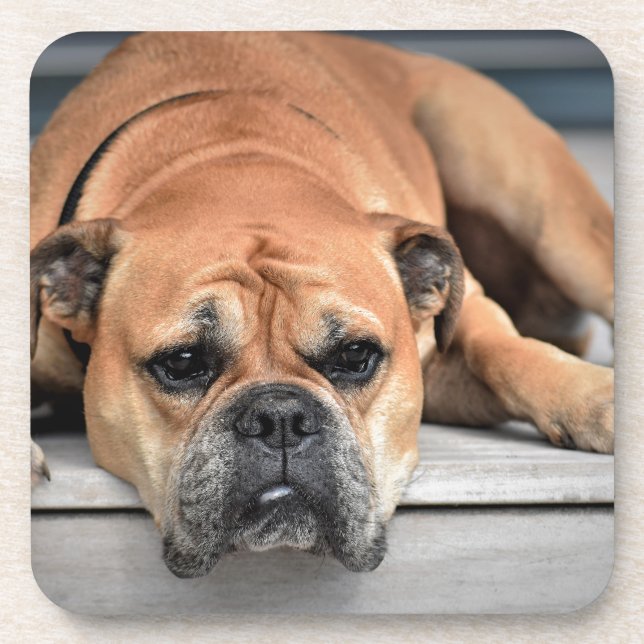 Bull Dog Beverage Coaster (Front)