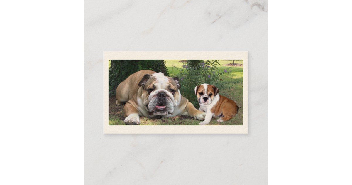 Bull Dog Breeder Business Card | Zazzle