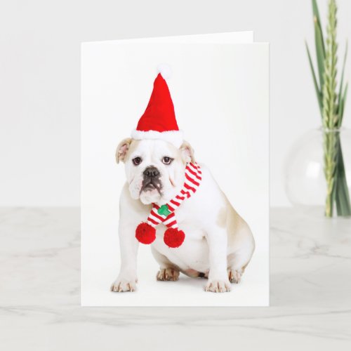 Bull Dog Elf Holiday Card