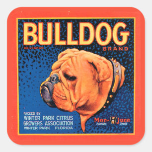 Bull Dog on a Blue Background Square Sticker