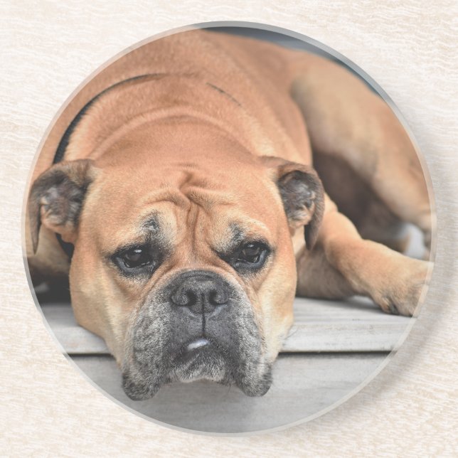Bull Dog Sandstone Coaster (Front)