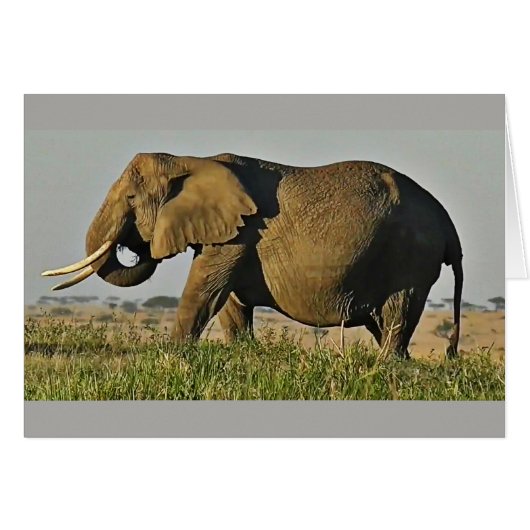 Bull Elephant (Front Horizontal)