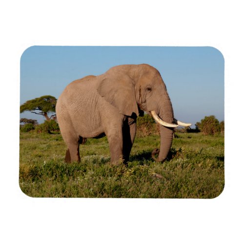 Bull Elephant in Amboseli Kenya Magnet