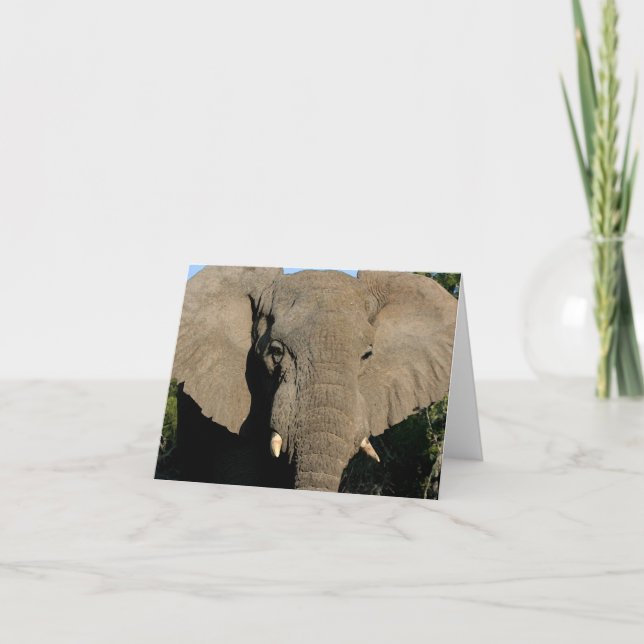 Bull elephant note card (Front)