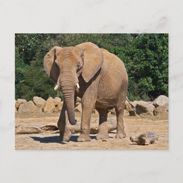 Bull Elephant Postcard (Front)