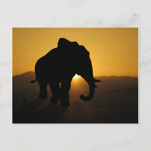 Bull elephant postcard