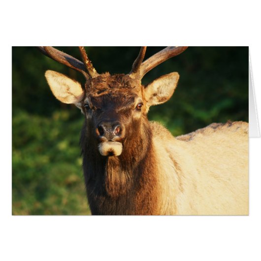 Bull Elk (Front Horizontal)