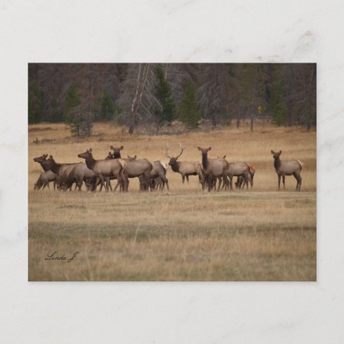 Bull Elk and his Harem in the Wild Postcard