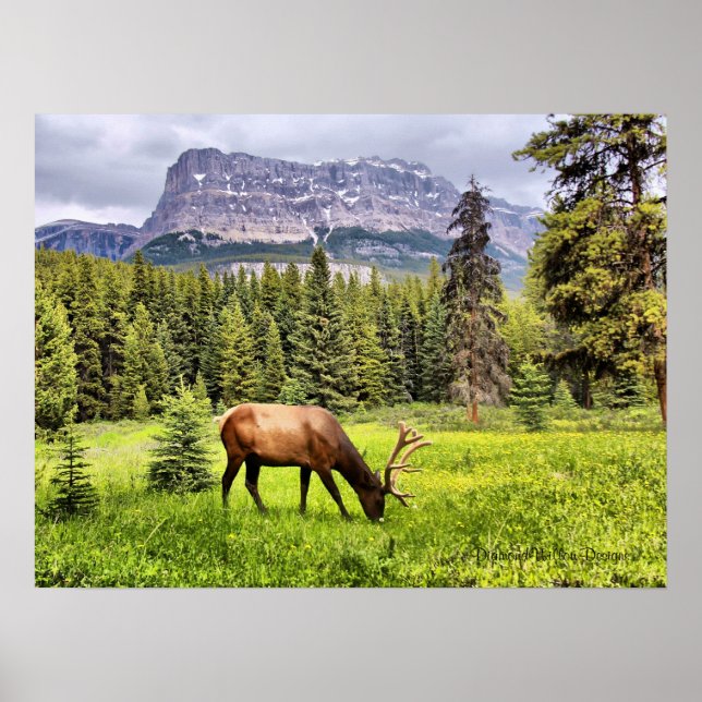 Bull Elk at Castle Mountain Banff National Park Poster (Front)