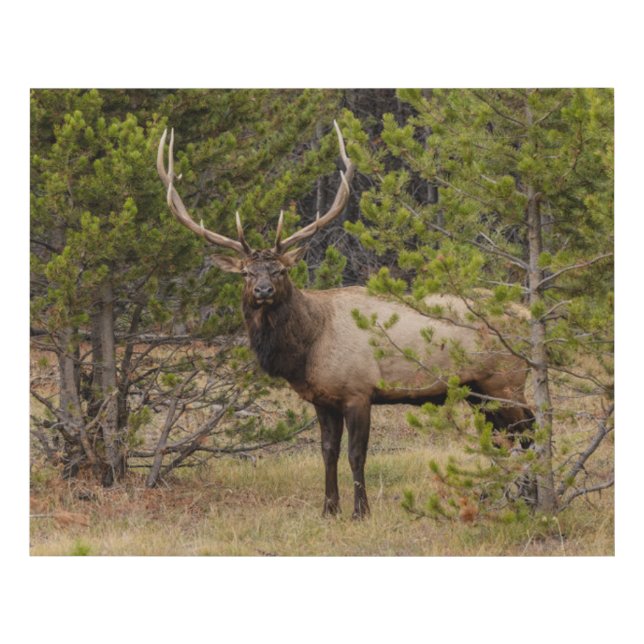 Bull Elk | At Yellowstone National Park Faux Canvas Print (Front)
