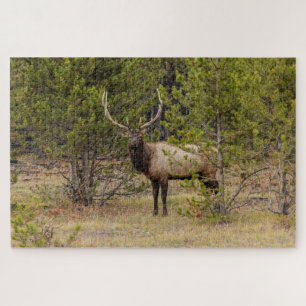 Bull Elk At Yellowstone National Park Jigsaw Puzzle