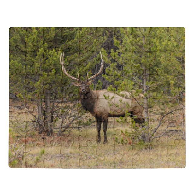 Bull Elk | At Yellowstone National Park Jigsaw Puzzle (Puzzle Horizontal)