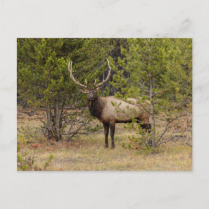 Bull Elk At Yellowstone National Park Postcard