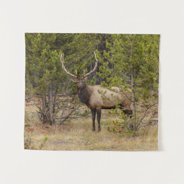 Bull Elk | At Yellowstone National Park Tapestry (Front (Horizontal))