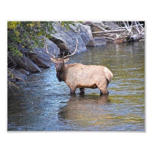 Bull Elk Big Thompson River Estes Park Colorado Photo Print