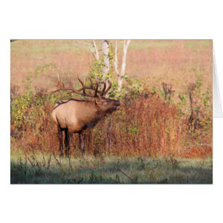 Bull Elk Bugle Cards