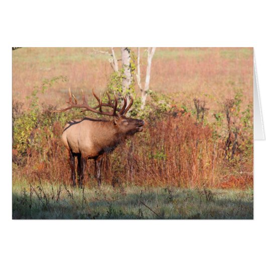 Bull Elk Bugle Cards (Front Horizontal)