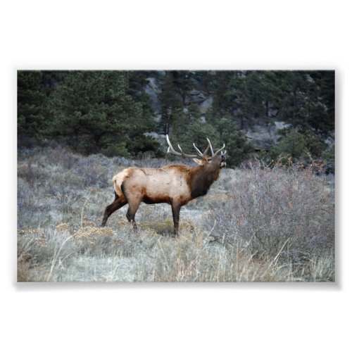 Bull Elk Bugling, Estes Park, Colorado Photo Print