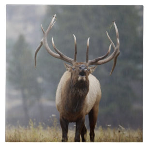 Bull Elk bugling, Yellowstone NP, Wyoming 2 Ceramic Tile