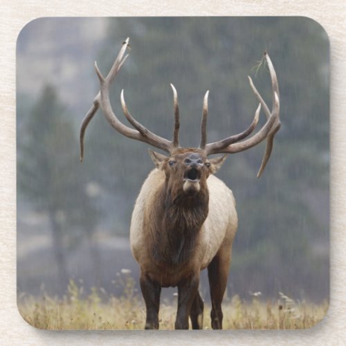 Bull Elk bugling Yellowstone NP Wyoming 2 Coaster