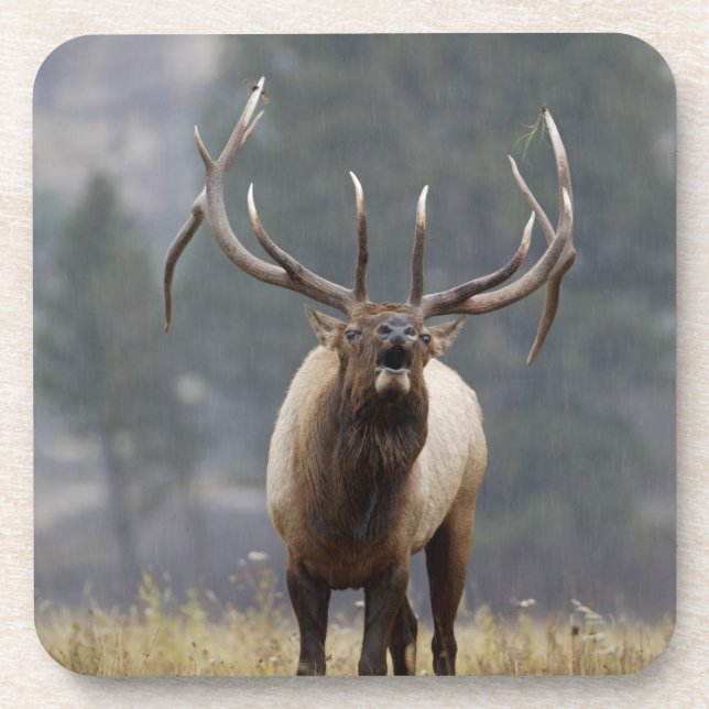 Bull Elk bugling, Yellowstone NP, Wyoming 2 Coaster (Front)