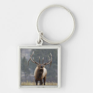 Bull Elk bugling, Yellowstone NP, Wyoming 2 Keychain