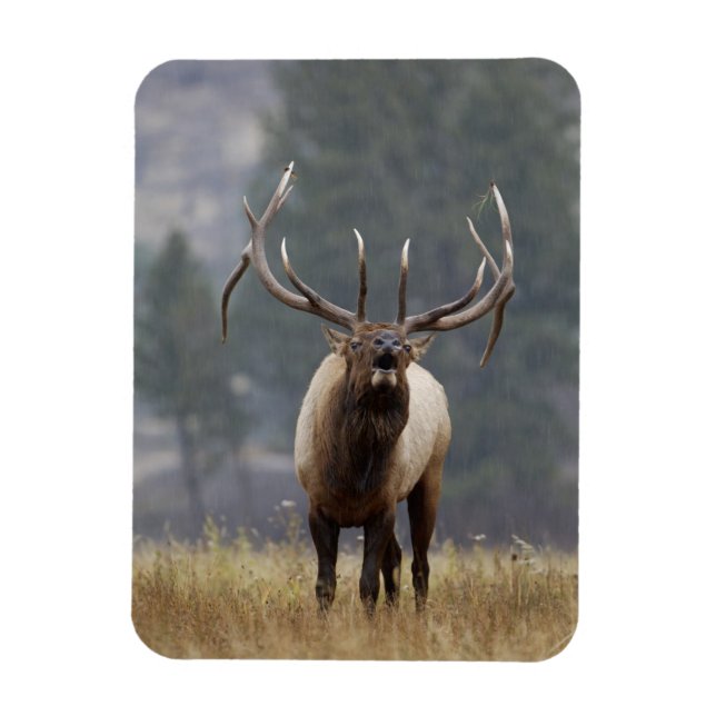 Bull Elk bugling, Yellowstone NP, Wyoming 2 Magnet (Vertical)