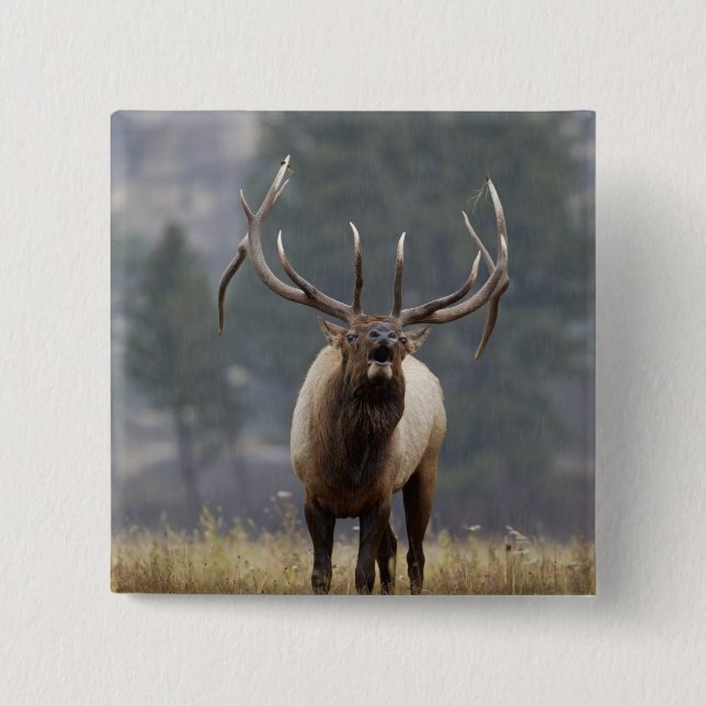 Bull Elk bugling, Yellowstone NP, Wyoming 2 Pinback Button (Front)
