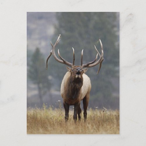 Bull Elk bugling Yellowstone NP Wyoming 2 Postcard