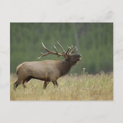 Bull Elk bugling Yellowstone NP Wyoming Postcard