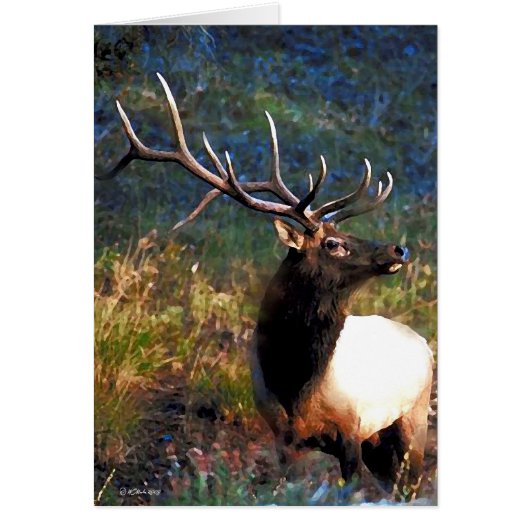 Bull Elk Cards (Front)
