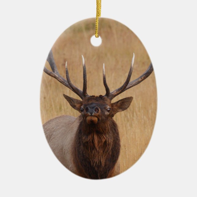 bull elk ceramic ornament (Front)