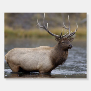 Bull Elk Crossing Yellowstone National Park Foam Board