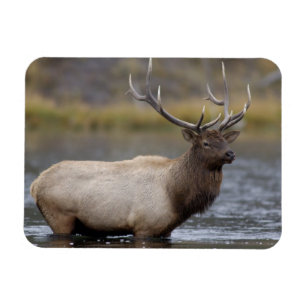Bull Elk Crossing   Yellowstone National Park Magnet