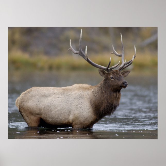 Bull Elk Crossing | Yellowstone National Park Poster (Front)