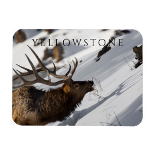 Bull Elk Grazing on Snowy Slope, Yellowstone Postc Magnet