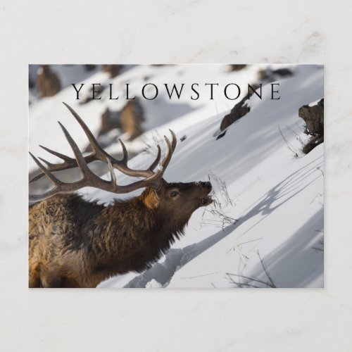 Bull Elk Grazing on Snowy Slope Yellowstone Postcard
