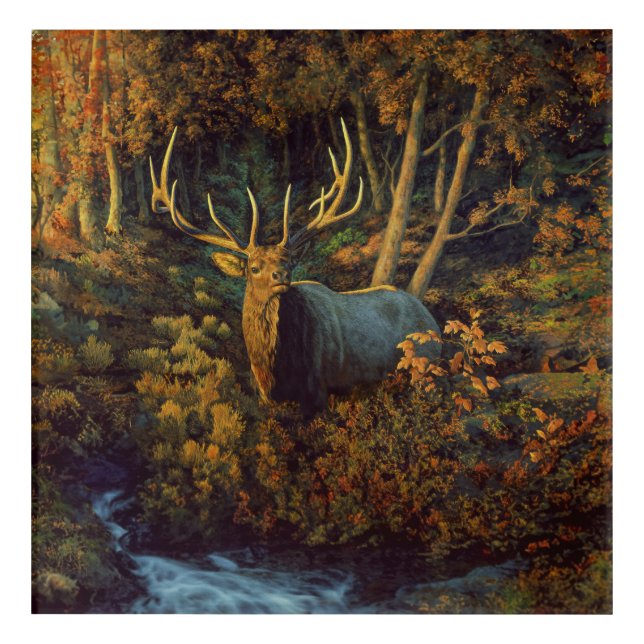 Bull Elk in Autumn Forest Acrylic Print (Front)