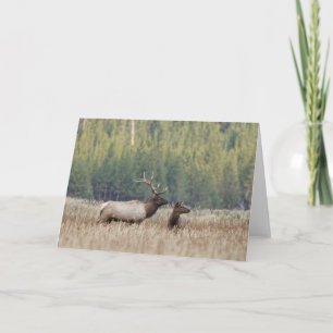 Bull Elk in Meadow   Yellowstone National Park Card