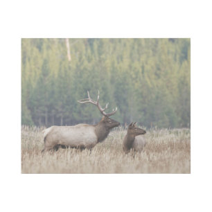 Bull Elk in Meadow   Yellowstone National Park Gallery Wrap