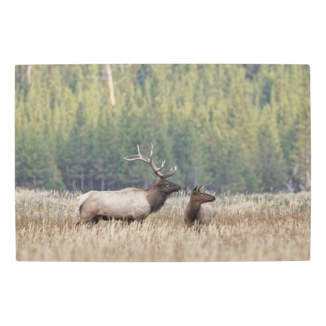 Bull Elk in Meadow | Yellowstone National Park Metal Print (Front)